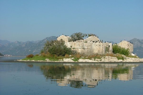 Pygmy cormorants, Lake Skadar, Montenegro