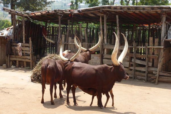 Rwanda royal cattle