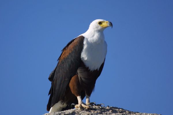 African fish eagle