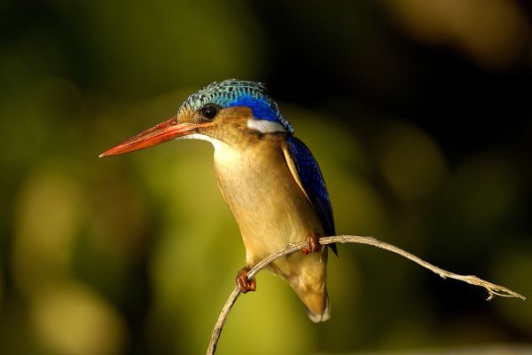 Malachite kingfisher