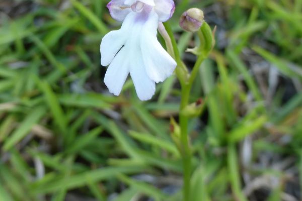 Cynorkis fastigiata is a native terrestrial orchid on Réunion 