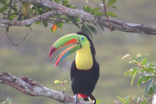 Keel-billed toucan