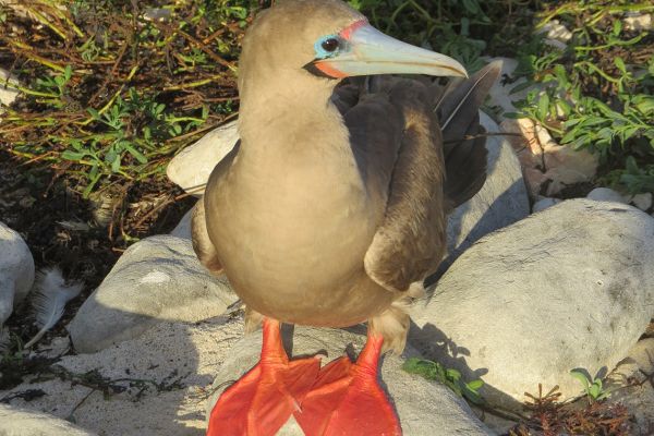 Red-footed booby on the Galapagos