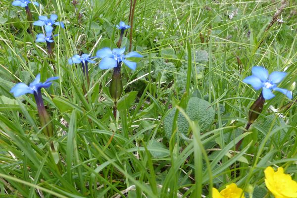 Spring Gentian