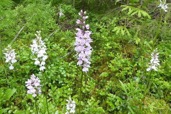 Heath spotted orchid