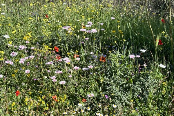 Spring Wildflowers in Corfu