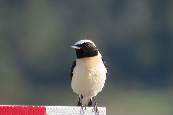 Cyprus Pied Wheatear in North Cyprus