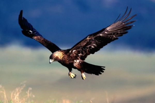 Golden eagle, Abruzzo, Italy