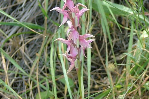 Holy orchid, North Cyprus