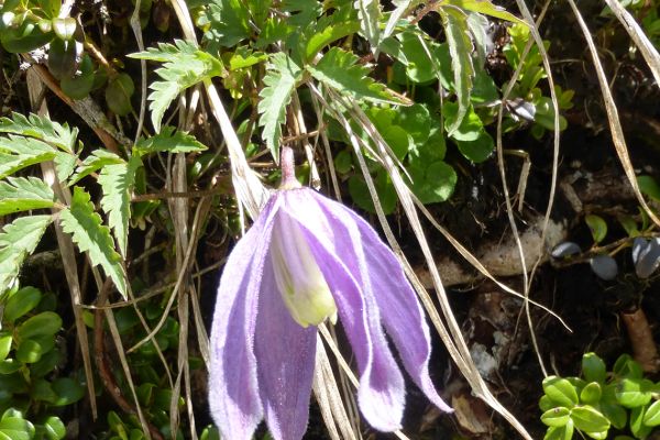 Alpine Clematis