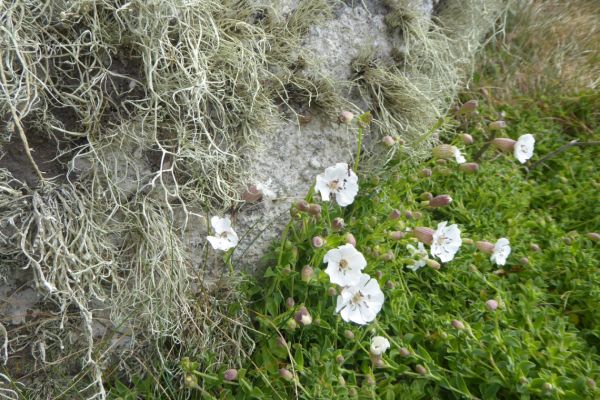 Sea Campion on the South West Coast Path near Cape Cornwall 