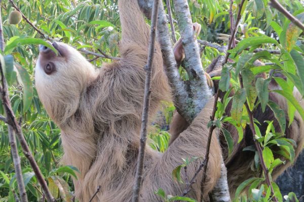 Two toed sloth