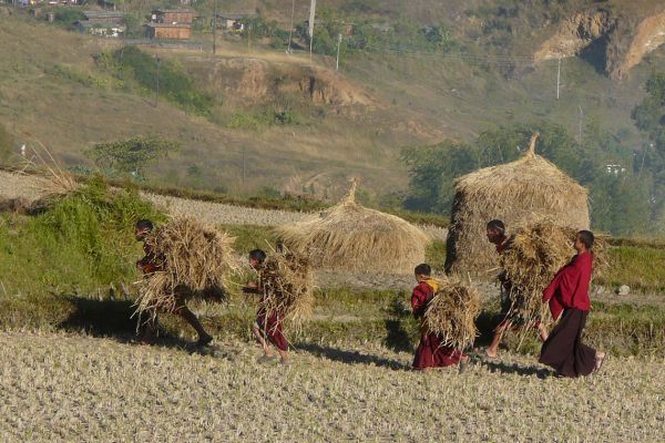 Young monks harvesting rice, Bhutan