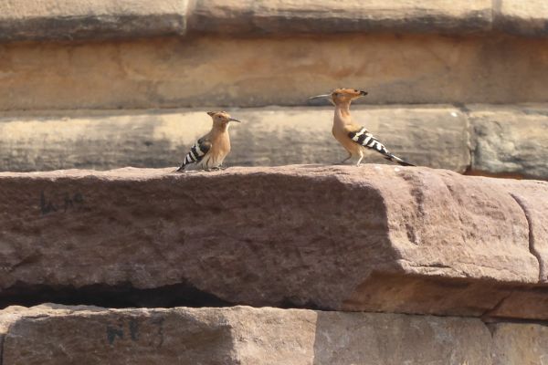 Hopoes on a temple in Aihole