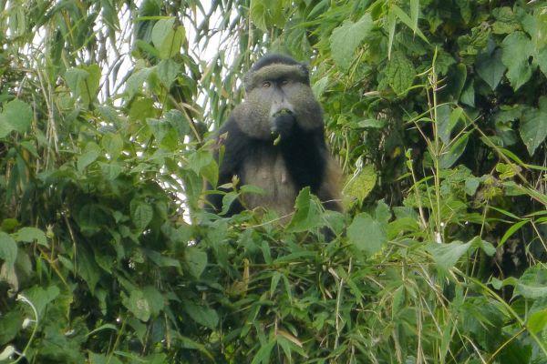 Volcanoes National Park, golden monkey