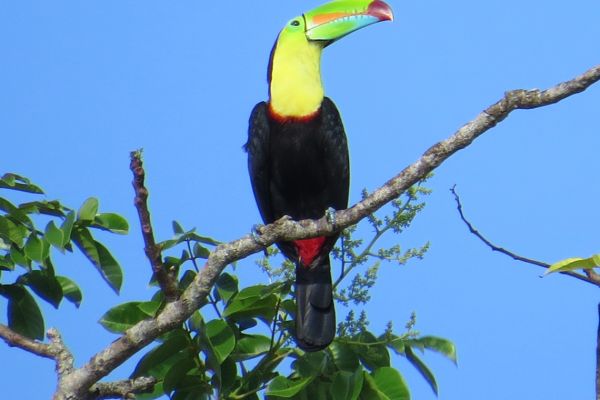 Keel-billed toucan