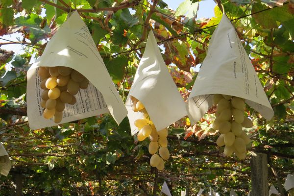 Grape harvest time, Uzbekistan