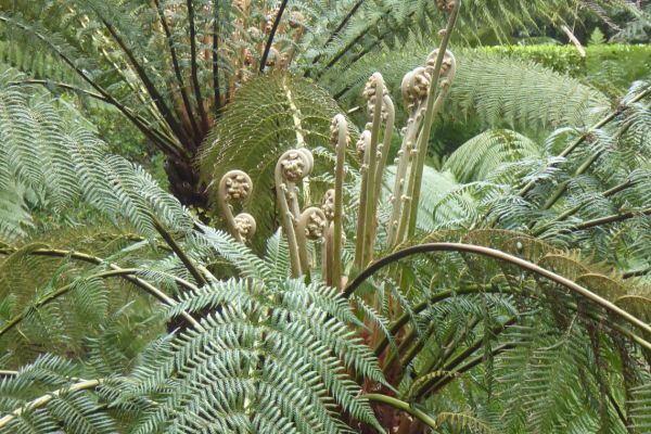 Ferns at Trewidden