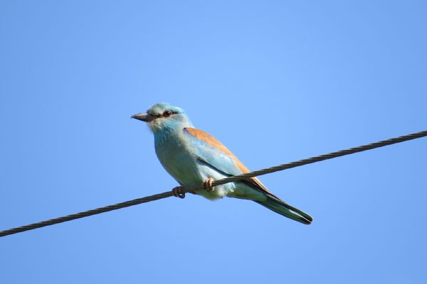 European roller in North Cyprus