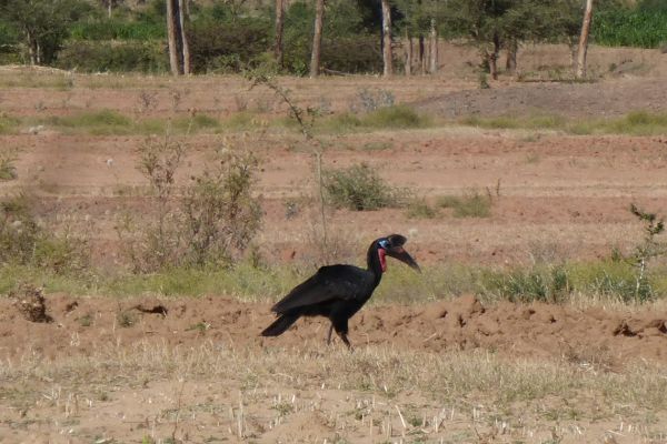 Abyssinian ground hornbill