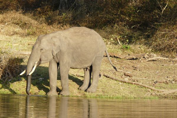 Indian Elephant in Nagarhole National Park, India