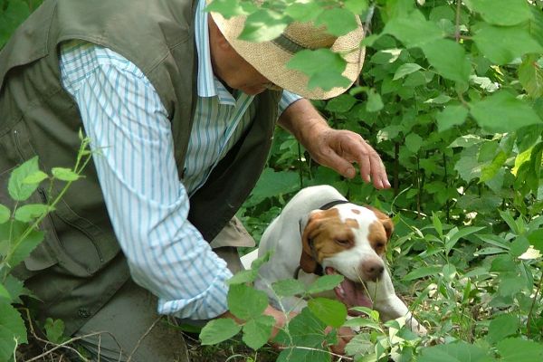 Truffle hound at work, nr. Alba, Italy