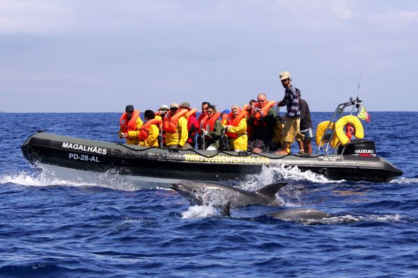 Whale and dolphin watching boat trip, Pico, Azores