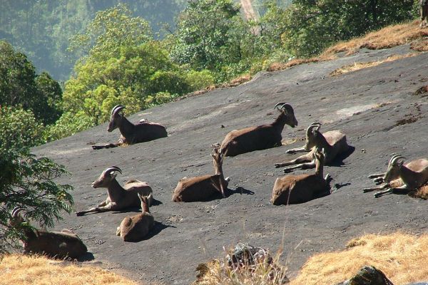 Nilgiri tahir, Western Ghats, India