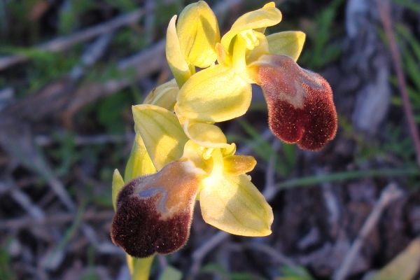 Dull Ophrys (Ophrys fusca), Menorca