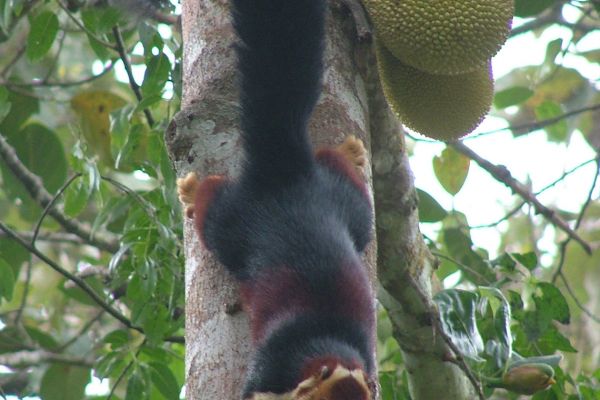 Giant Malabar squirrel, Tamil Nadu, India