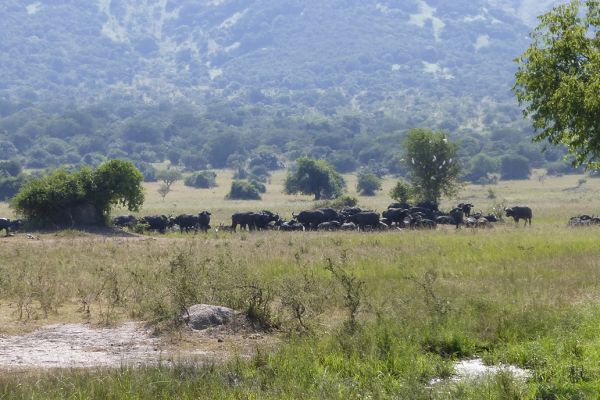 Akagera National Park, buffalos