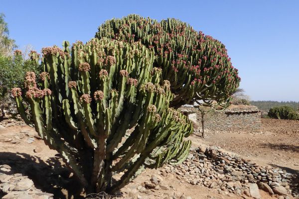 Euphorbia candelabrum