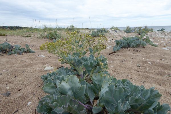 Sea kale