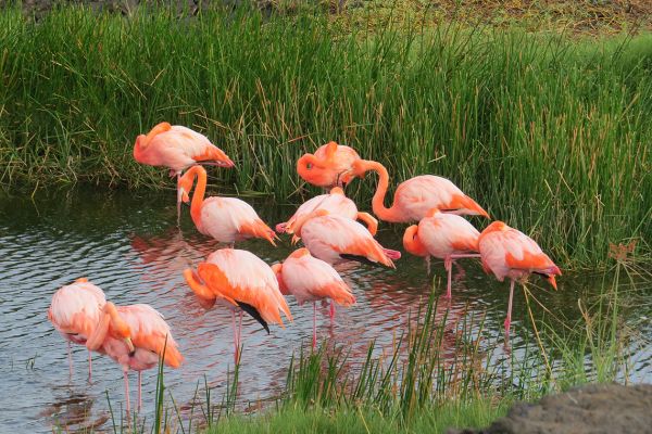 Flamingoes, the Galapagos Islands