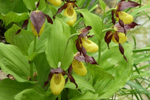 Lady's Slipper (Cypripedium calceolus), Abruzzo, Italy