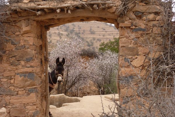 Spring in southern Morocco