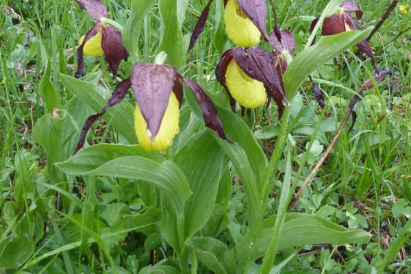 Lady's Slipper Orchid