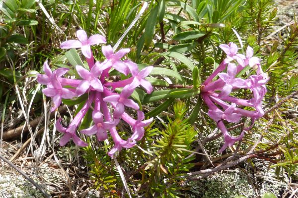 Daphne striata