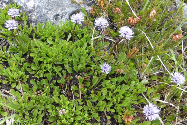 Leafless-stemmed Globularia