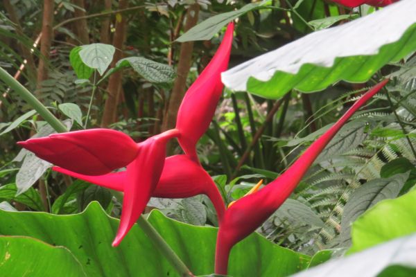 Heliconia