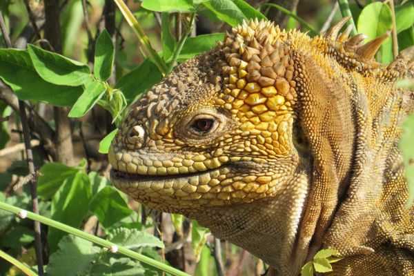 Land iguana, Galapagos Islands