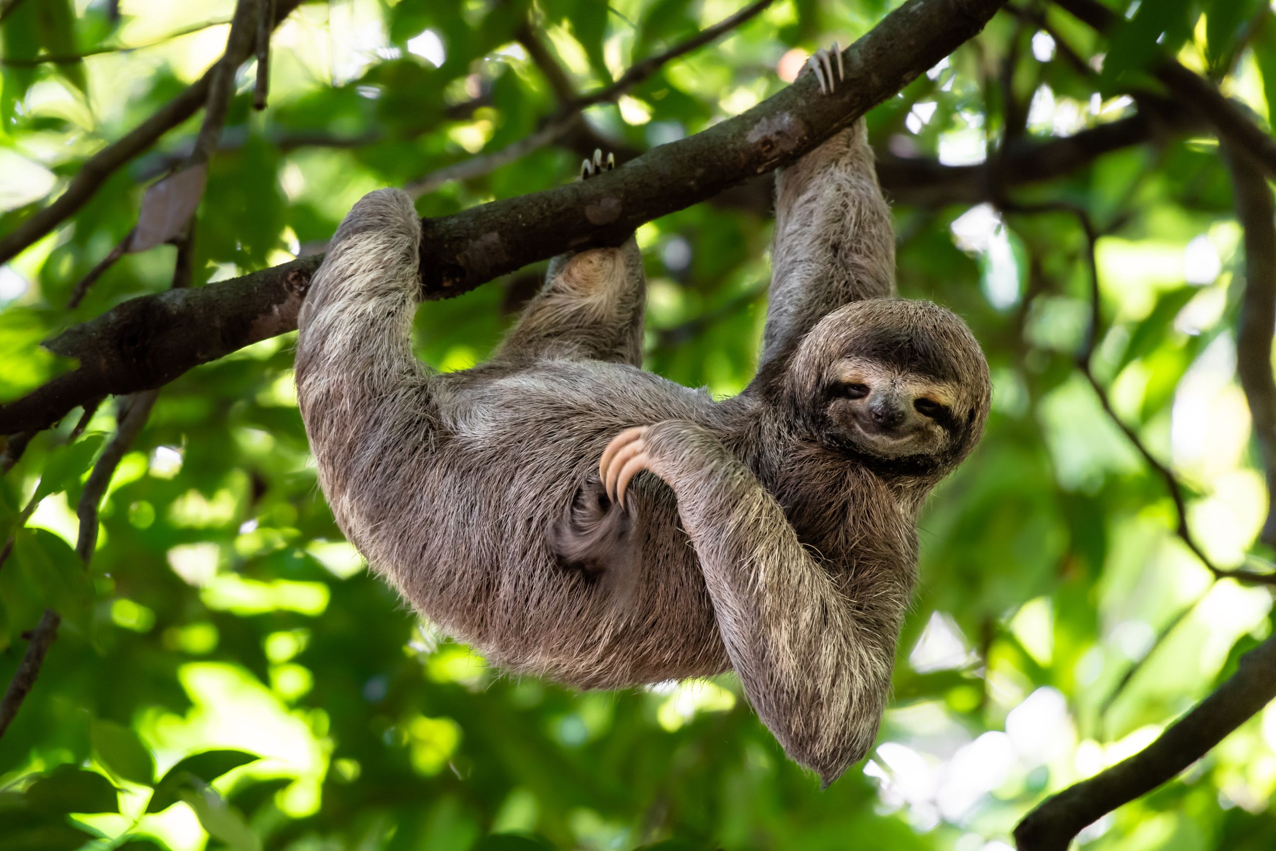 Costa Rica sloth