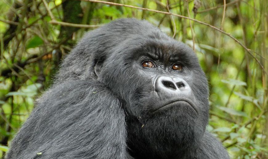Rwanda gorilla