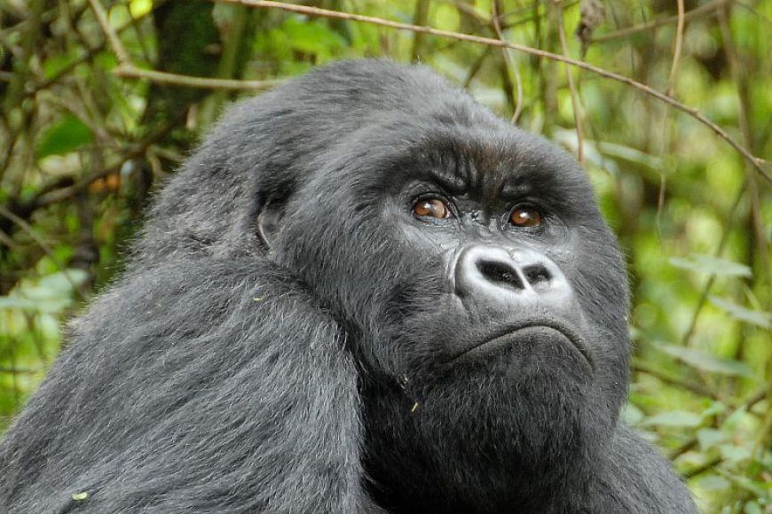 Rwanda gorilla