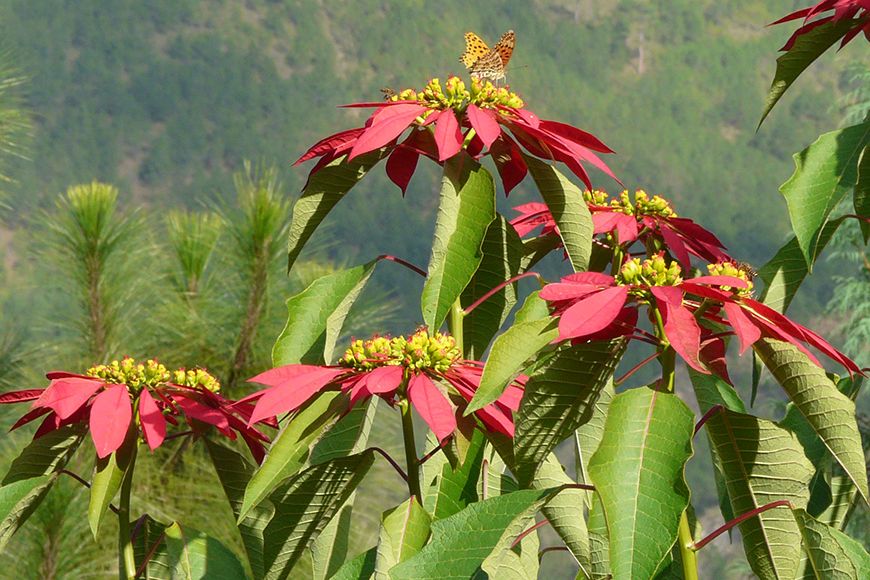 Bhutan poinsettia