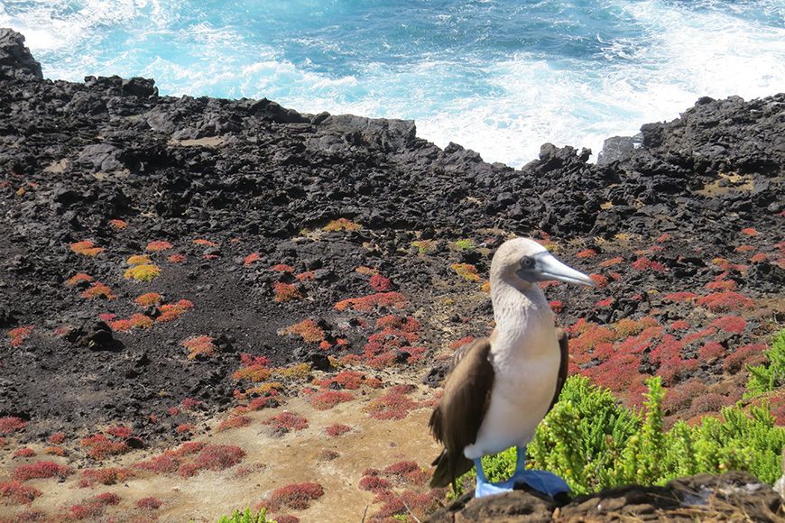 Ecuador booby