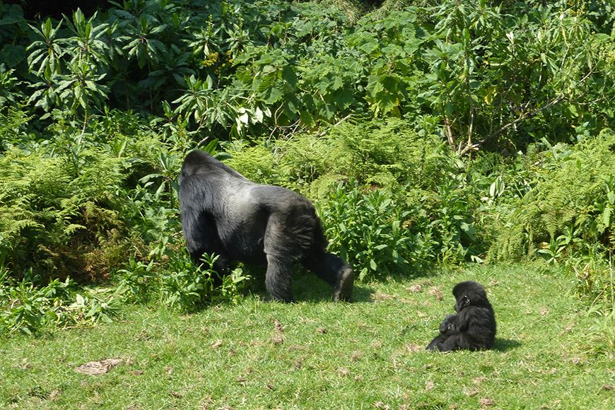 Rwanda silverback