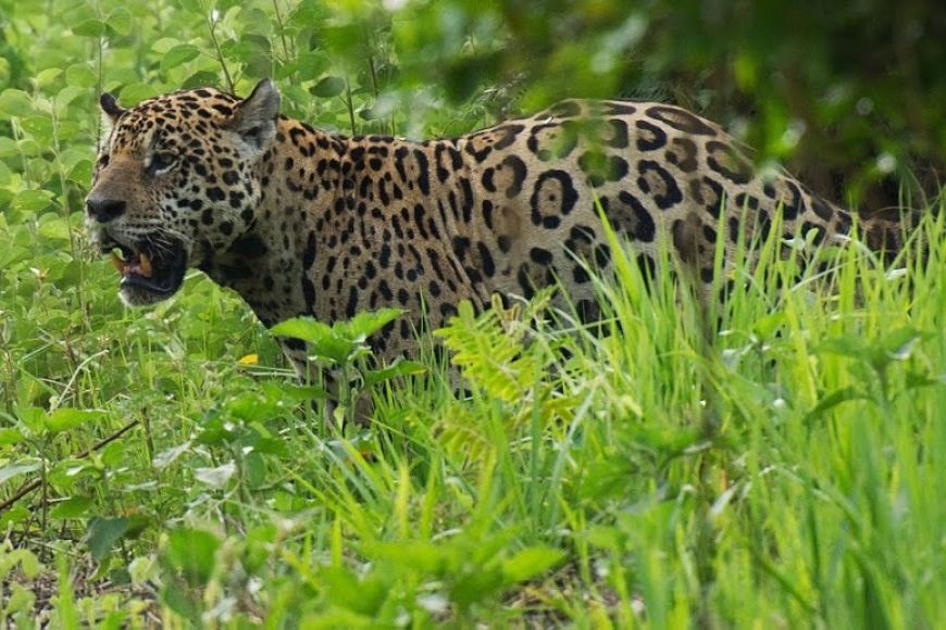 Brazil jaguar