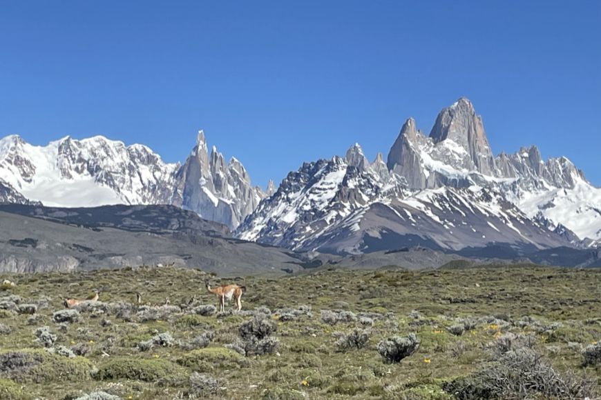 Patagonia guanaco