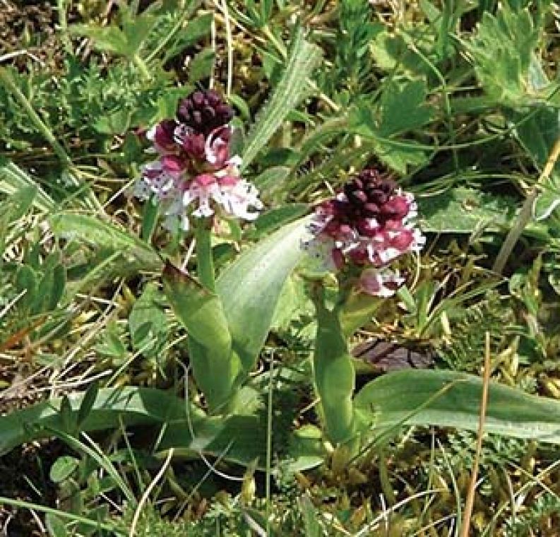 Gotland burnt orchid